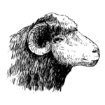 Sutsko - The Cozy Sheep